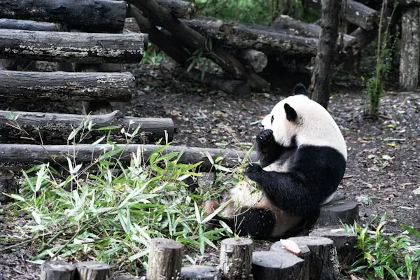 成都大熊猫繁育研究基地