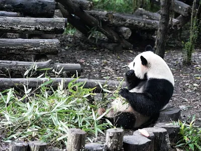 成都大熊猫繁育研究基地