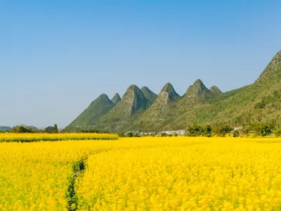 门源油菜花海