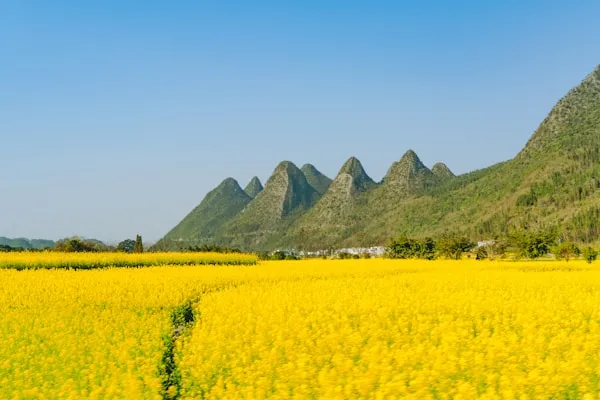 门源油菜花海